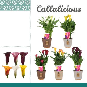 Zantedeschia MIX