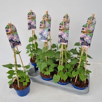 Ipomoea purpurea 'Carnevale di Venezia'