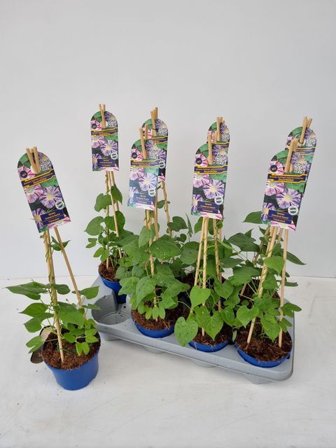 Ipomoea purpurea 'Carnevale di Venezia'