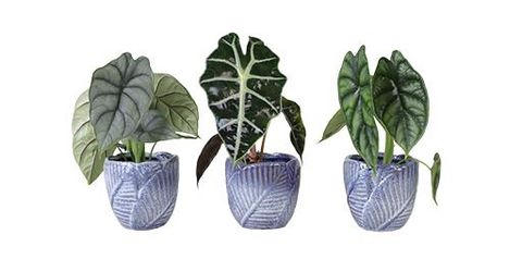 Alocasia MIX