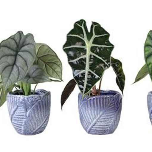 Alocasia MIX