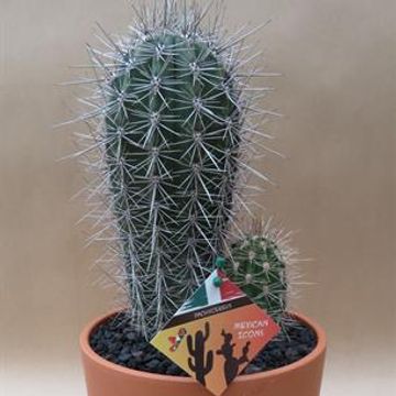 Pachycereus pringlei