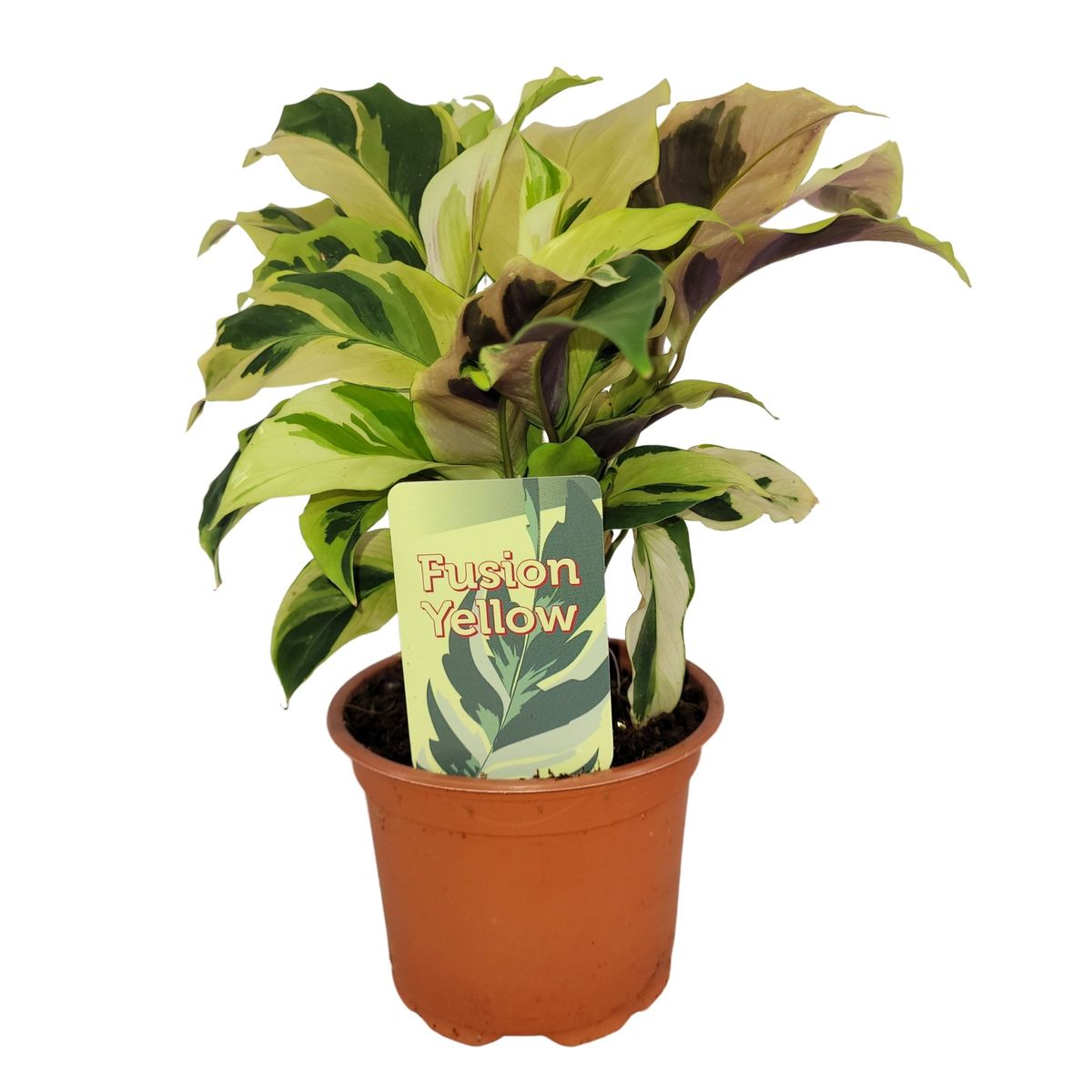 dracena cvijet Dracaena 'White Stripe' 2T – elegantna vertikala i dvobojno lišće za m –  Secret Garden Plant Shop main image 0