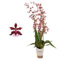 Oncidium Sharry Baby