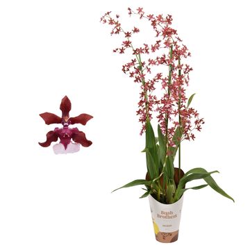 Oncidium Sharry Baby