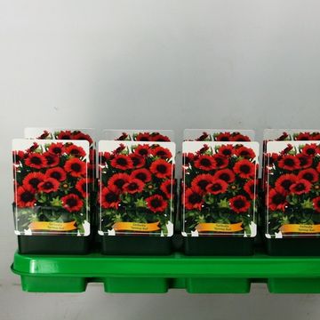 Gaillardia aristata SPINTOP RED
