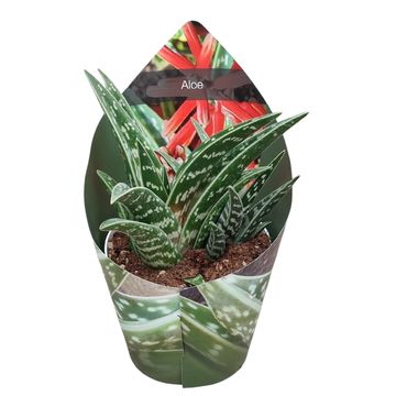 Aloe variegata