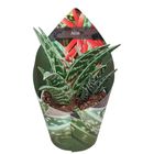 Aloe variegata