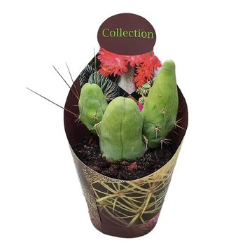 Trichocereus bridgesii