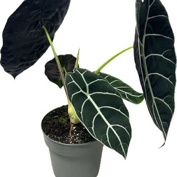 Alocasia 'Pride of Curup'