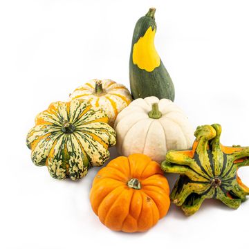 Cucurbita pepo MIX