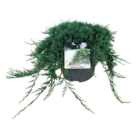 Juniperus horizontalis 'Wiltonii'