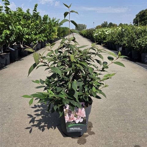 Viburnum plicatum 'Molly Schroeder'