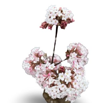 Viburnum x bodnantense 'Charles Lamont'