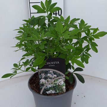 Choisya ternata
