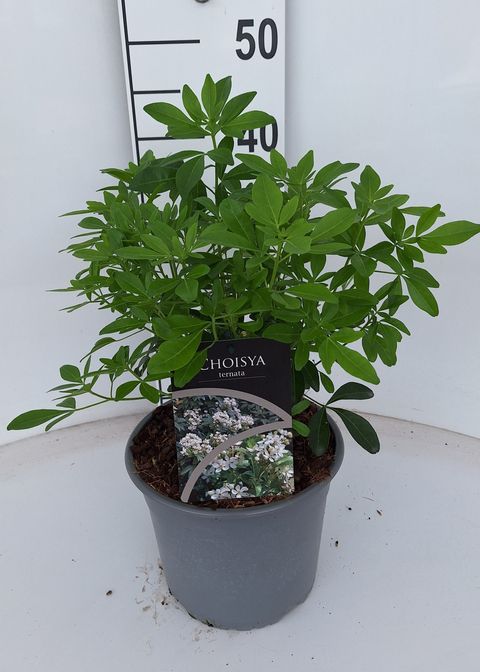 Choisya ternata