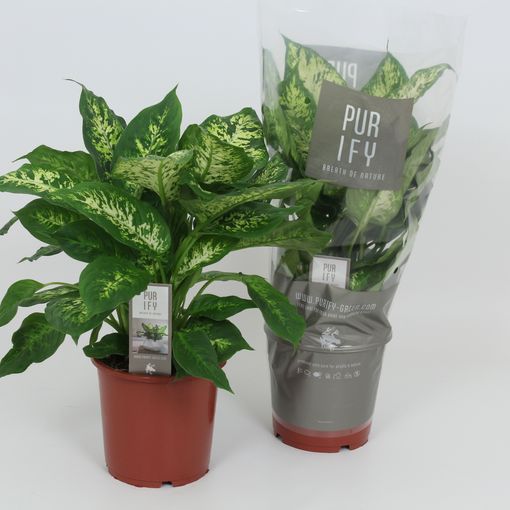 Dieffenbachia 'Компакта'