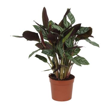 Ctenanthe setosa 'Compactstar'