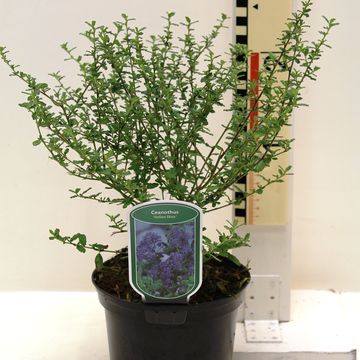 Ceanothus 'Italian Skies'