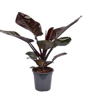 Philodendron BLACK CARDINAL