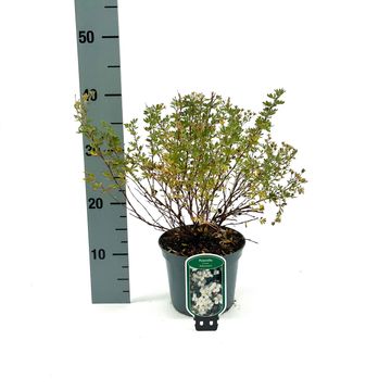 Potentilla fruticosa 'Abbotswood'