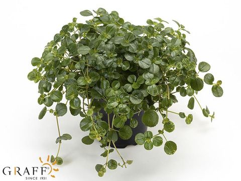 Pilea depressa