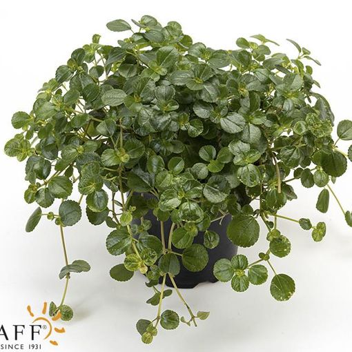 Pilea depressa