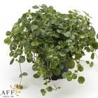 Pilea depressa