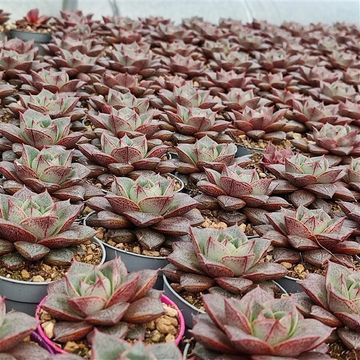 Echeveria purpusorum