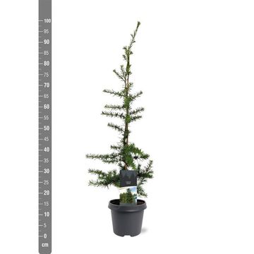 Cedrus libani