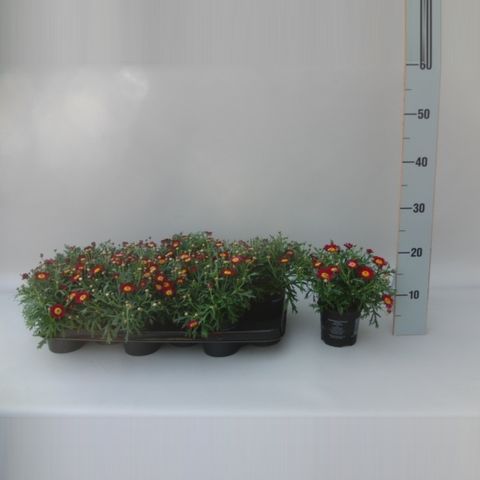 Argyranthemum frutescens LA RITA PURPLE RED