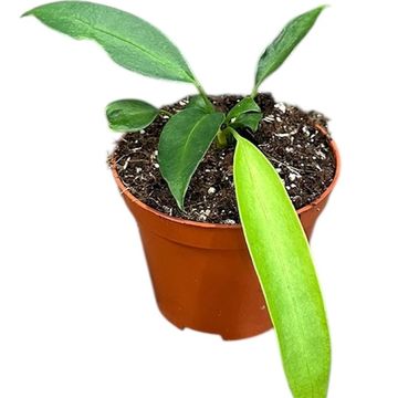 Anthurium wendlingeri