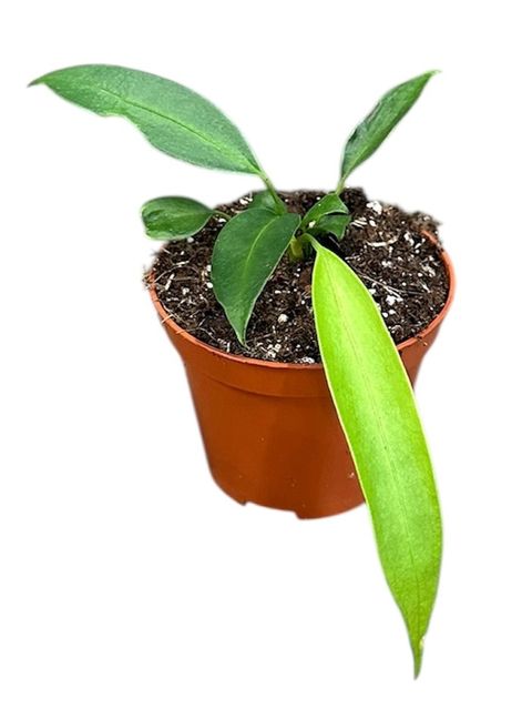 Anthurium wendlingeri