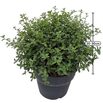 Ceanothus thyrsiflorus repens
