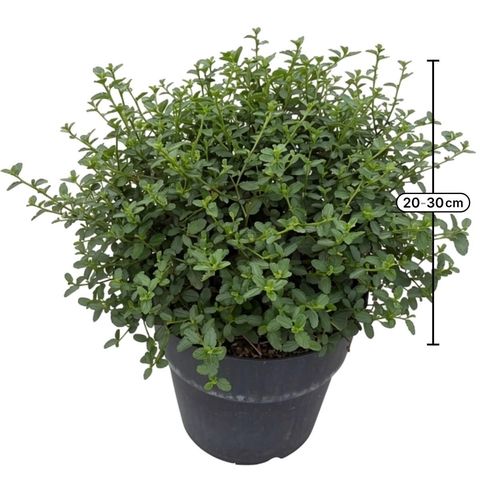 Ceanothus thyrsiflorus repens