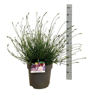 Lavandula x intermedia PHENOMENAL