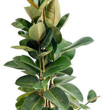 Ficus elastica 'Robusta'