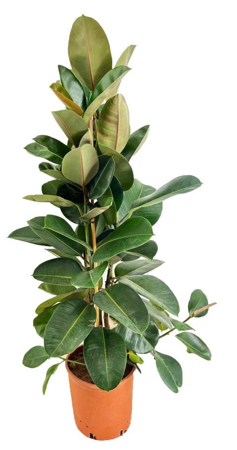 Ficus elastica 'Robusta'