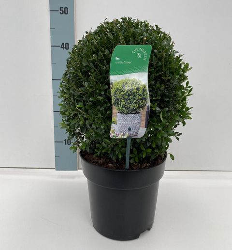 Ilex crenata 'Stokes'