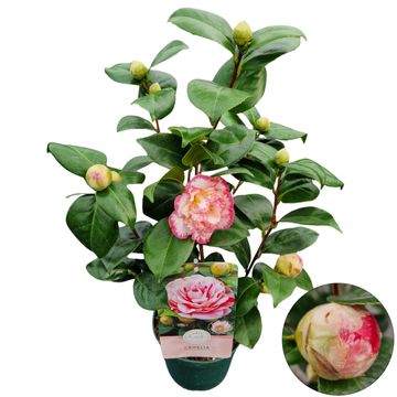 Camellia japonica 'Bicolor'