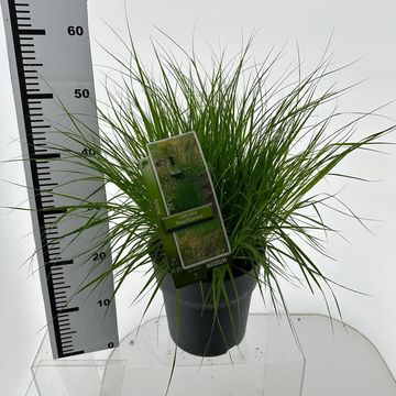 Molinia caerulea 'Moorflamme'