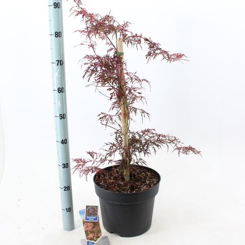 Acer palmatum 'Гарнет'