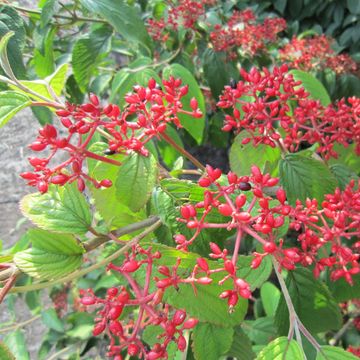 Viburnum plicatum KILIMANDJARO