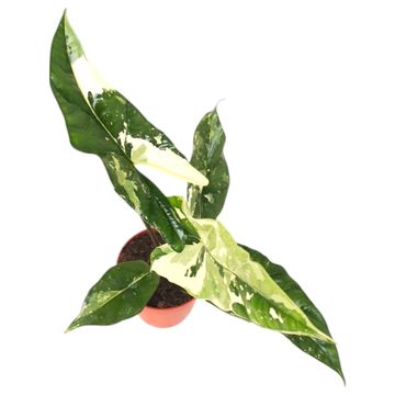 Alocasia 'Simpo Variegata'