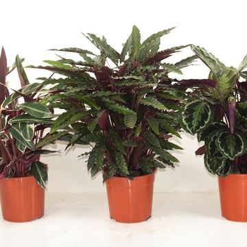 Calathea MIX