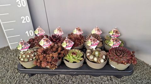 Sempervivum MIX Sempervivum MIX