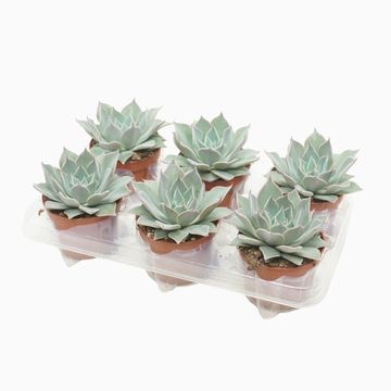 Echeveria 'Aquila'