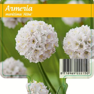 Armeria maritima 'Alba'