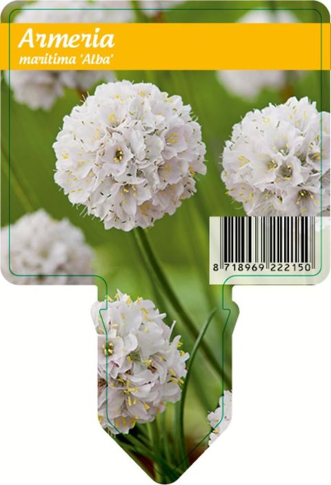 Armeria maritima 'Alba'