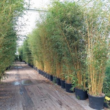 Phyllostachys aureosulcata 'Aureocaulis'